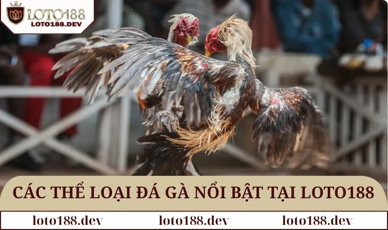 Đá gà LOTO188 3 Các thể loại đá gà nổi bật nhất tại LOTO188