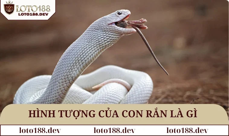 Hình tượng của con rắn là gì trong cuộc sống