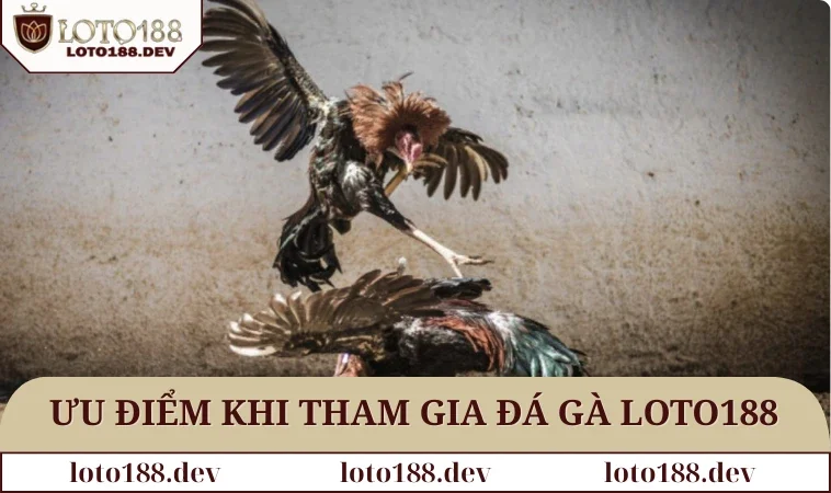 Đá gà LOTO188 2 Ưu điểm khi tham gia sảnh đá gà LOTO188